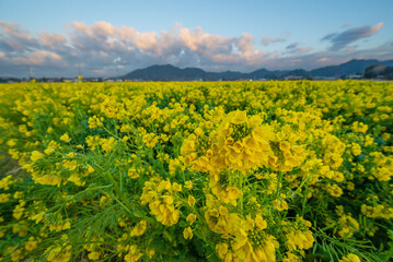 菜の花畑と遠くに見える朝焼け雲と山