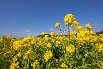青空に映える菜の花