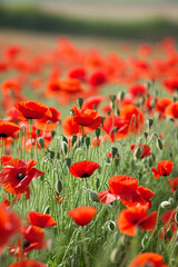 Fototapeta premium A field of poppies