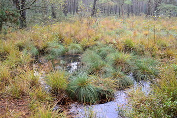 Swamp Landscape in the Fen Grosses und Weisses Moor, Lower Saxony