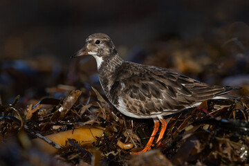 Ruddy Turnstone (Arenaria interpres) searching for food in seaweed on the Northumberland coast