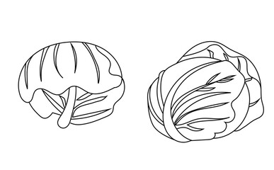 キャベツ2個の線画イラスト
