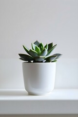 a white potted plant sitting on top of a white shelf