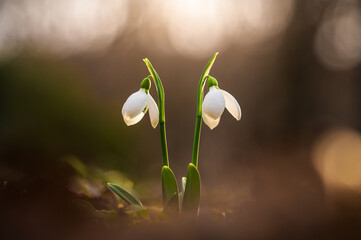 Snowdrops in sunny day. Spring flowers season