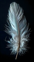 a white feather on a black background