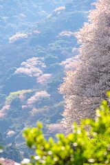 春の光の中新緑の山に咲く桜たち0210326-1
