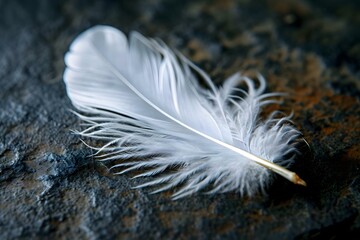 a white feather is laying on a rock