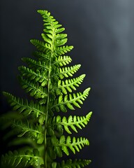 a green fern leaf on a black background