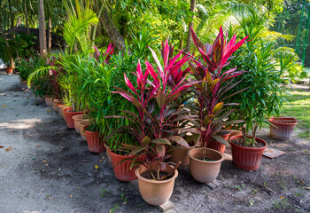 Colorful green and purple leafy plants in orange caps.