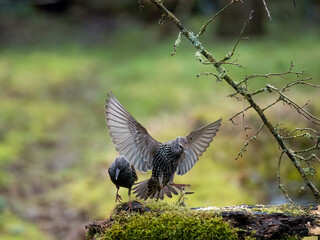 Star (Sturnus vulgaris)