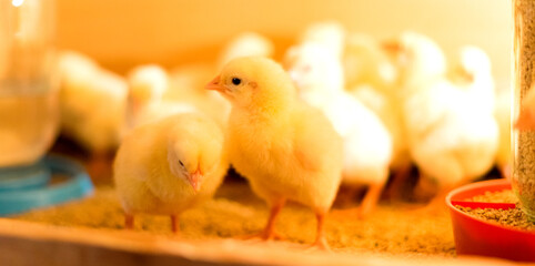 Broiler cross chickens in a brooder with a feeder and a drinking bowl. Two chicks in focus. Shallow depth of field. © Евгений Федоров