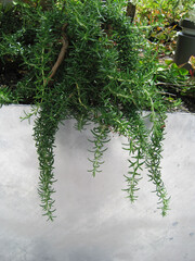 rosemary