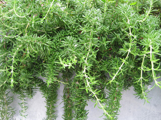 rosemary