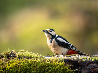 Buntspecht (Dendrocopos major)
