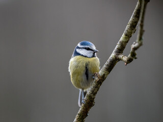 Obraz premium Blaumeise&nbsp;(Cyanistes caeruleu)