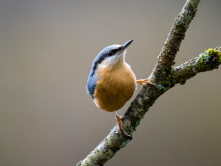 Kleiber (Sitta europaea)