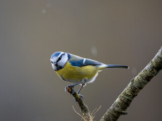Blaumeise (Cyanistes caeruleu)