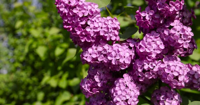 beautiful blooming lilac in spring, lilac flowers in sunny spring weather
