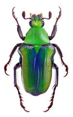 Pygora cowani, a flower beetle from Madagascar