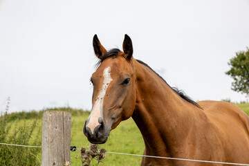 Fototapeta premium Horse in a field in the countryside