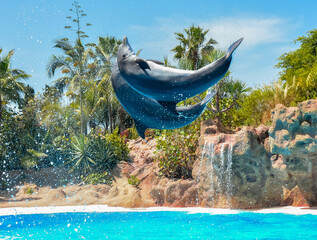 Dolphin show in Loro park, Tenerife, Canary islands, Spain