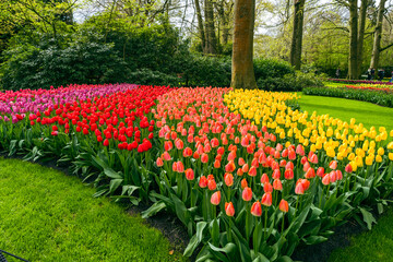 Flowers and tulip garden Keukenhof. Colorful blooming tulip fields and flower avenues, Netherlands, South Holland, Lisse. - obrazy, fototapety, plakaty