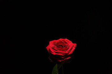 Rose rouge sur fond noir
