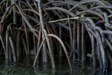 Mangrove trees, belonging to the Rhizophoraceae family, thrive in coastal ecosystems with their unique adaptations. These halophytes feature aerial roots that facilitate oxygen intake.