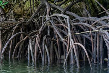 Mangrove trees, belonging to the Rhizophoraceae family, thrive in coastal ecosystems with their unique adaptations. These halophytes feature aerial roots that facilitate oxygen intake.