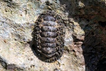 Fototapeta premium West Indian fuzzy chiton (Acanthopleura gemmata)