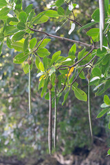Mangrove trees, belonging to the Rhizophoraceae family, thrive in coastal ecosystems with their...