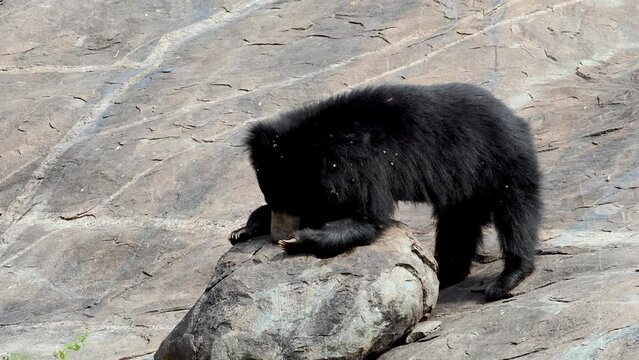 Indian sloth bear (Melursus ursinus), observed in Daroji Sloth Bear Sanctuary is located in Ballari district in Karnataka. Daroji Sloth Bear Sanctuary is Asia's first sloth bear sanctuary.