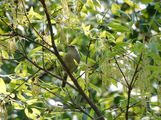 木の上で鳴いている野生のウグイス