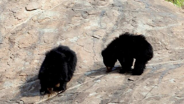 Indian sloth bear (Melursus ursinus), observed in Daroji Sloth Bear Sanctuary is located in Ballari district in Karnataka. Daroji Sloth Bear Sanctuary is Asia's first sloth bear sanctuary.