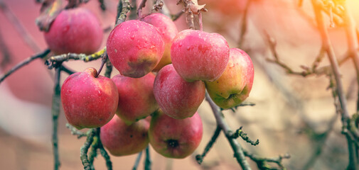 Red ripe apples on a branch in the garden after rain. Horizontal banner