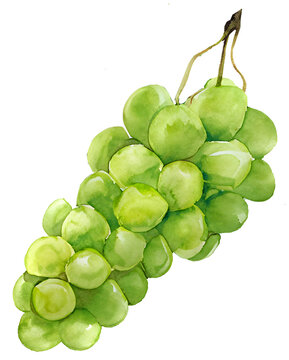 Watercolor and painting fresh green bunch of grapes