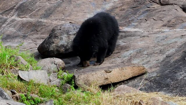 Indian sloth bear (Melursus ursinus), observed in Daroji Sloth Bear Sanctuary is located in Ballari district in Karnataka. Daroji Sloth Bear Sanctuary is Asia's first sloth bear sanctuary.