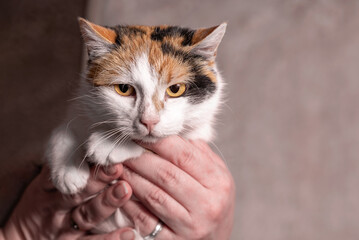 animal care mongrel tricolor cat in female hands