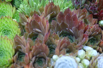 Pacific Magic Night rojnik Sempervivum