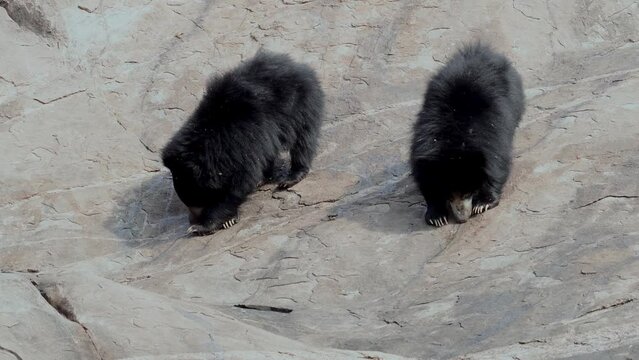 Indian sloth bear (Melursus ursinus), observed in Daroji Sloth Bear Sanctuary is located in Ballari district in Karnataka. Daroji Sloth Bear Sanctuary is Asia's first sloth bear sanctuary.