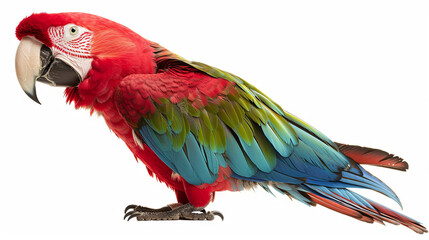 Fototapeta premium Bright colorful parrot on isolated background