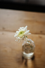 dahlia white flower in vase and wooden table. Blur background, cozy style. 