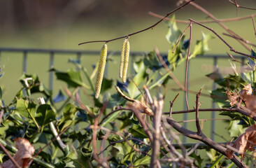 Hazel hazelnut (Corylus avellana). in Sauerland