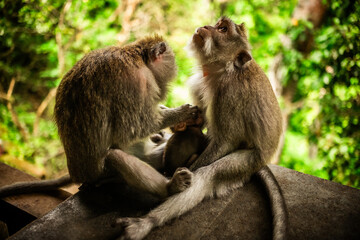 Famille de macaques de Formose