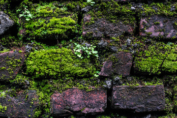 Old stone wall covered by green moss