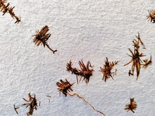 The background picture is a gray cement wall. On the wall there are roots of weeds that grow on the dry brown cement wall.