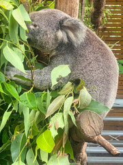 Port Douglas, Queensland, Australia