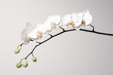 Fototapeta premium Elegant white orchid branch on neutral background. Floral elegance and simplicity.