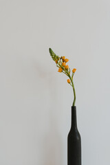 Orange Star of Bethlehem flower in black bottle vase on white background