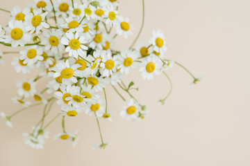 Delicate chamomile daisy flowers bouquet on pale beige background. Aesthetic close up view floral...